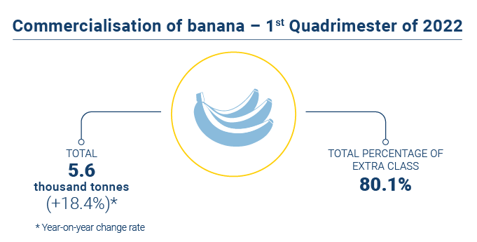 Comercializacao banana EN novo